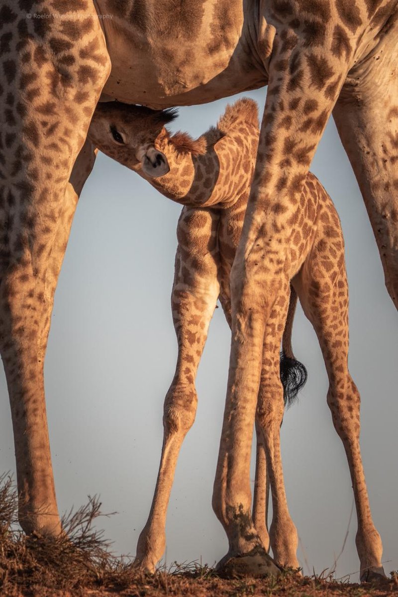 Amakhala Reserve tweet media