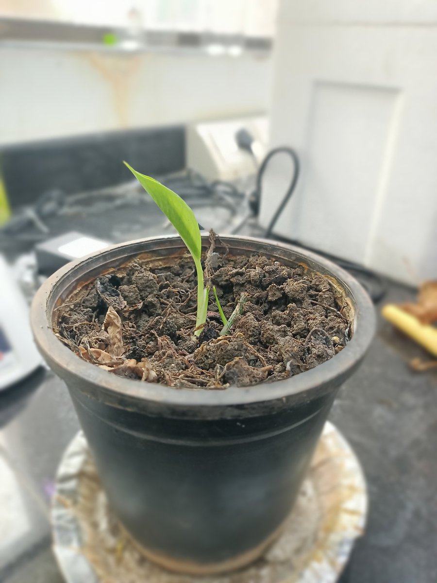 Saurabh Rai tweet media