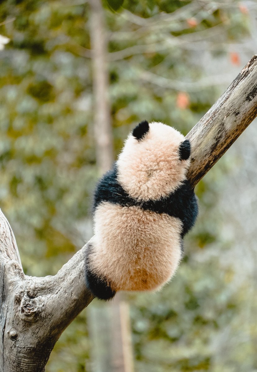 s4112hack's tweet photo. Panda's Birthday Party
私たちはパンダを見に行きました、これはパンダの赤ちゃんです、木に登って、幸い最後に落ちませんでした🐼🐼🐼🐰🐸🐟💕💕💕💕💕💕💕💕💕💕💕💕💕💕💕💕💕💕💕💕💕💕💕💕💕
#Goldenpanda #ourpanda #動物園です #春です #遠足です https://t.co/wBFv5t2S8V