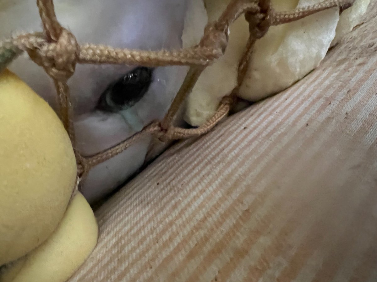 SeaShepherdFran's tweet photo. En mémoire de Lys,

Il y a tout juste un peu plus d'un an, un béluga rachitique que nous avons baptisé Lys, s'égarait dans la Seine, quelques semaines à peine après l'orque Sedna. Pendant des jours, nos équipes se sont relayées à ses côtés 24h sur 24 et au terme d'une tentative de sauvetage qui a mobilisé plusieurs dizaines de personnes parmi lesquelles de nombreux pompiers, et l'appui de la Préfecture de l'Eure, Lys avait dû être euthanasié sur décision vétérinaire, en raison d'une grande détresse respiratoire.

J'ai pour ma part rédigé des rapports sur les histoires tragiques dans lesquelles nous nous sommes mobilisés pour venir en aide à des mammifères marins en détresse (l'orque Sedna, le rorqual Kalon, le phoque d’Étretat)... mais un an après, je n'ai toujours pas le cœur à écrire l'histoire de Lys qui a profondément marqué nombre d'entre nous, particulièrement toutes celles et ceux qui se sont relayés à ses côtés pour compter ses respirations et mesurer son état de stress. Ses respirations, nous avons continué à les entendre chaque matin au réveil, des jours durant après sa mort.

L'histoire de Lys a révélé au grand jour à quel point la France n'est pas préparée, n’est pas équipée, n'est pas formée à porter assistance aux mammifères marins en détresse, particulièrement dans des cas complexes comme celui de Lys, de Sedna, ou de Kalon. Toute cette souffrance, endurée par ces animaux n'aura de sens que si cela pousse notre pays à se hisser au niveau qui devrait être le sien lorsque l'on a 3000 km de côtes et autant de cas d'échouages et d'animaux nécessitant assistance. Raison pour laquelle, nos équipes se sont formées en Angleterre et raison pour laquelle nous poussons à la création d'un groupe de travail et d'intervention formé, motivé et collaboratif, ouvert à travailler ENSEMBLE, dans l'intérêt premier des animaux concernés.

A l'époque, j'avais fait une vidéo pour répondre aux nombreuses questions, critiques suscitées par toute cette affaire. Un an après, nous sommes toujours en attente, malgré nos nombreuses relances auprès de l'observatoire Pélagis des résultats ADN de Lys (et de Sedna) afin de savoir d'où étaient originaires ces animaux et de mieux comprendre leur histoire.

A défaut d'un rapport (qui viendra sans doute un jour), j'entame avec le dessinateur Benoit Flammec la création d'une bande dessinée qui racontera l'histoire de Lys, une forme d'hommage à cet être magnifique que nous n'avons pas su sauver et qui nous a tant marqué.

@LamyaEssemlali 
Présidente de @SeaShepherdFran 

Photo : Lys dans le camion de transport, quelques instants avant sa mort.

👉 Lien vers la vidéo explicative sur l'histoire de Lys : https://t.co/csNzzHYP0C

Liens vers les rapports sur :
👉 L'orque Sedna : https://t.co/Sxo9X3B0sL

👉 Le rorqual Kalon : https://t.co/SviZcHbNK2

👉 Le phoque d'Étretat : https://t.co/1hBNegfGhf