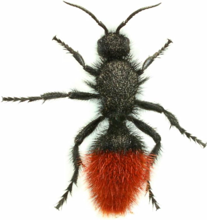 Hola bichodatero, es la hormiga terciopelo Dasymutilla klugii, en la familia Mutillidae. Aunque parecen hormigas en realidad son avispas  sin alas. Tienen un aguijón poderoso el cual anuncian con sus colores contrastantes. Mirar y no tocar. 📸: 
 Iustin Cret.