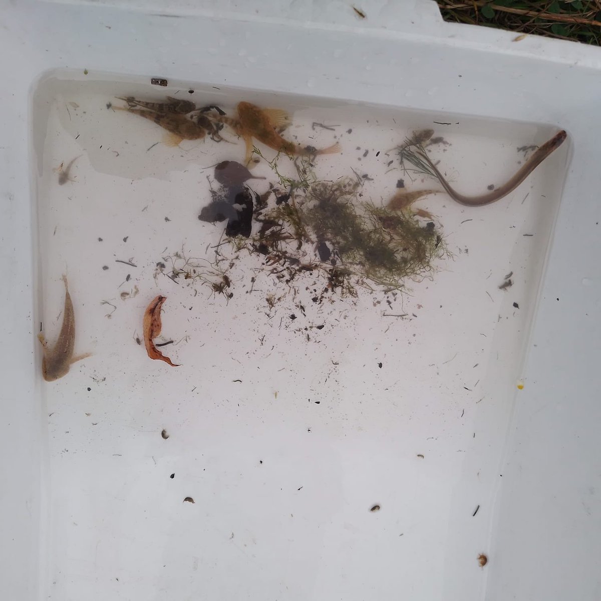 Citizen science in action!
Volunteers joined Kai'a and Pete to survey Riverflies on the River Frome - finding mayflies, stoneflies, and caddisflies.
We also saw lamprey, sticklebacks, and bullheads🐟
#wilderfrome #citizenscience
<a href="/gloswildlife/">@Gloucestershire Wildlife Trust</a> <a href="/severnrivers/">Severn Rivers Trust</a> <a href="/CaBAtweets/">CaBA</a> <a href="/Riverflies/">Riverfly Partnership</a>