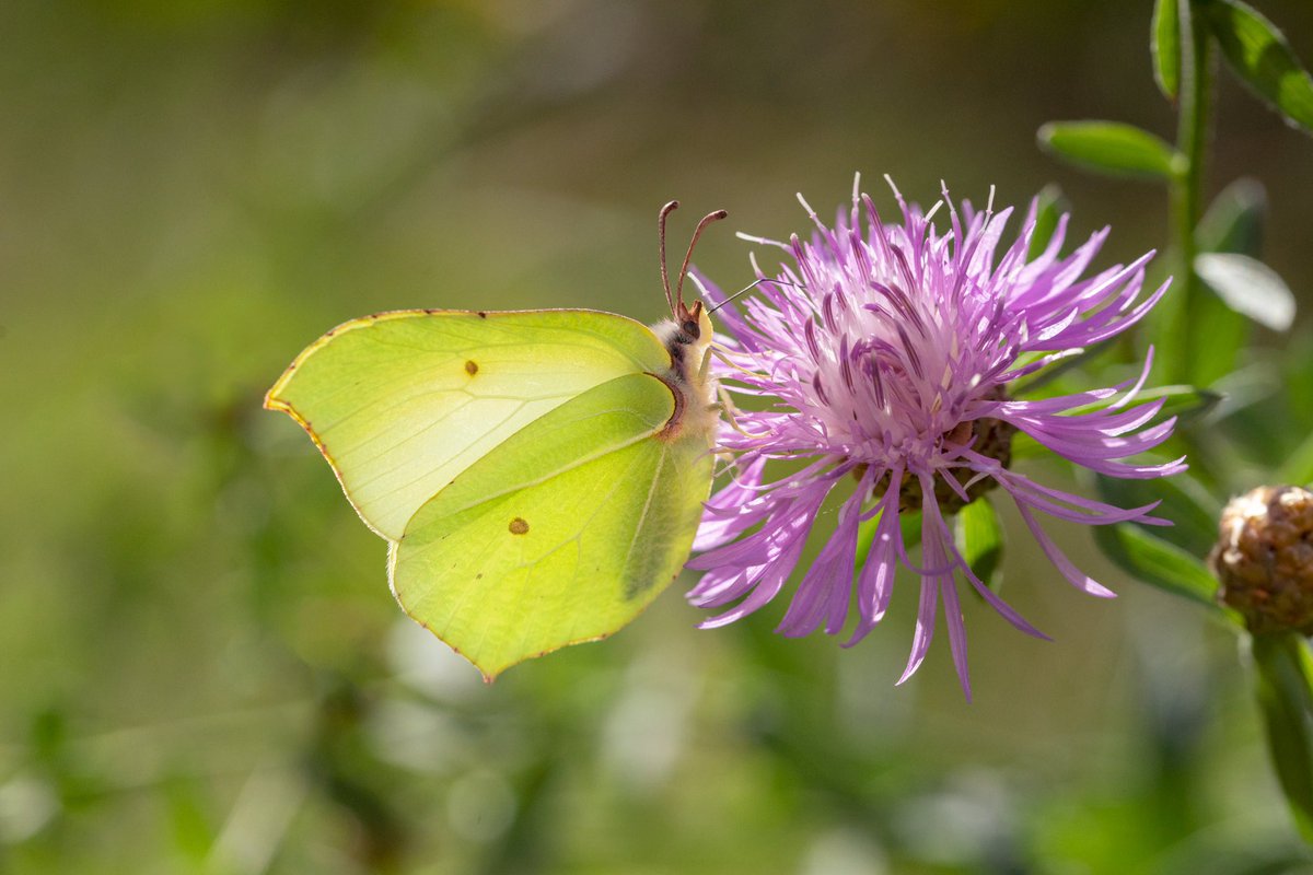 steefvanes's tweet photo. Citroenvlinder!
#vlinder #natuurmonumenten #staatsbosbeheer #drenthe #macro #natuurfotografie #sonyalpha #macrophotography #NaturePhotograhpy #sigmalens #goddox #heide #vlinderstichting https://t.co/dU18POrwsH