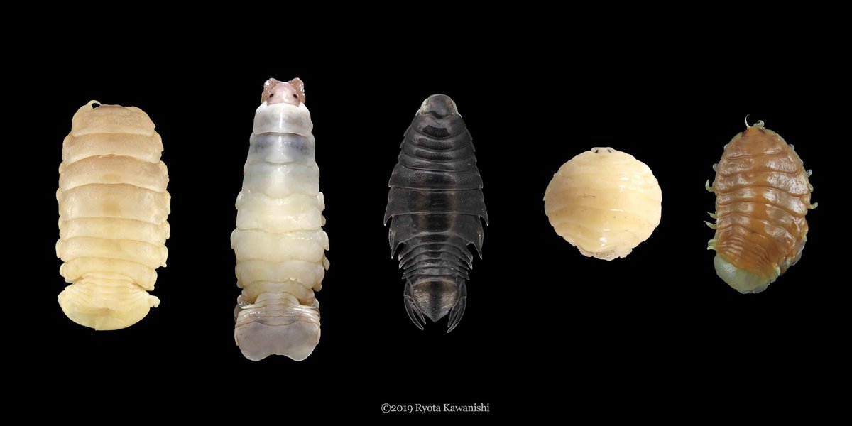 【お願い】夏休みで釣りや魚とりをされる方も多いと思いますが、魚の口やエラ、体表などからウオノエらしい生物が見つかりましたら、ぜひ情報お寄せください。特に、スーパーで見かけないような魚種に寄生しているウオノエは、めずらしいことが多いです。
c(((((:}　#ウオノエおるおる