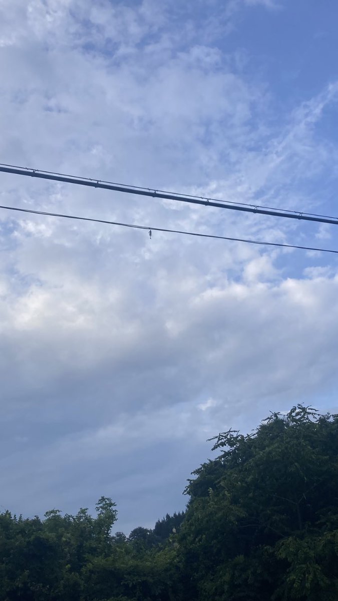 いもむし tweet media