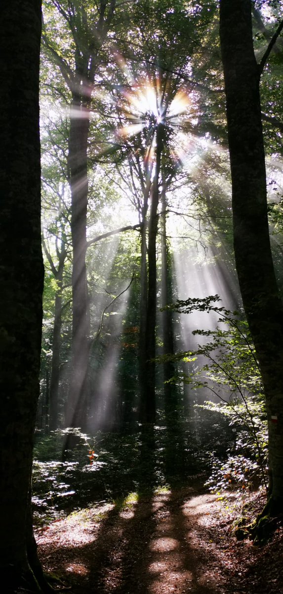 xuringoa's tweet photo. En ese preciso instante cuando los rayos de sol se cuelan en el bosque 📸 https://t.co/rHUKKsSu3e