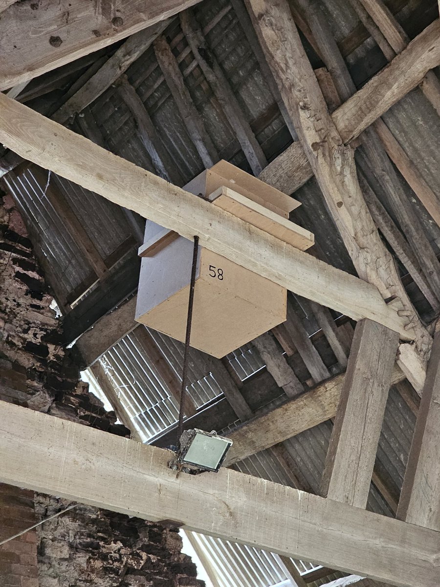 Looking for a volunteer to help me install a few Barn Owl nest boxes