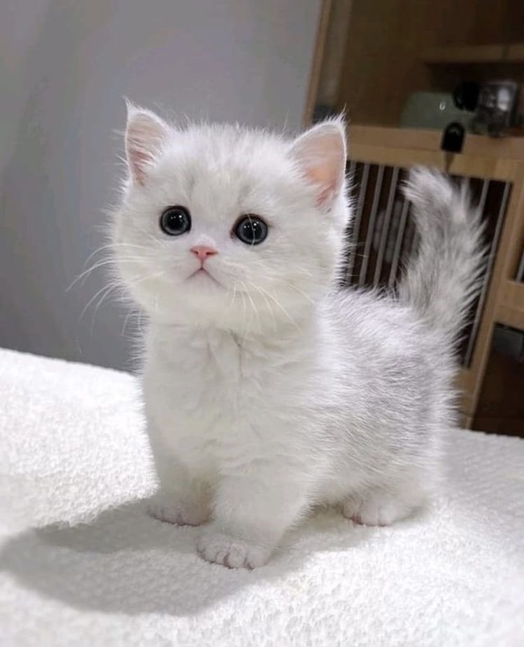 Why you should have a cat (@shouldhavecat) on Twitter photo 
