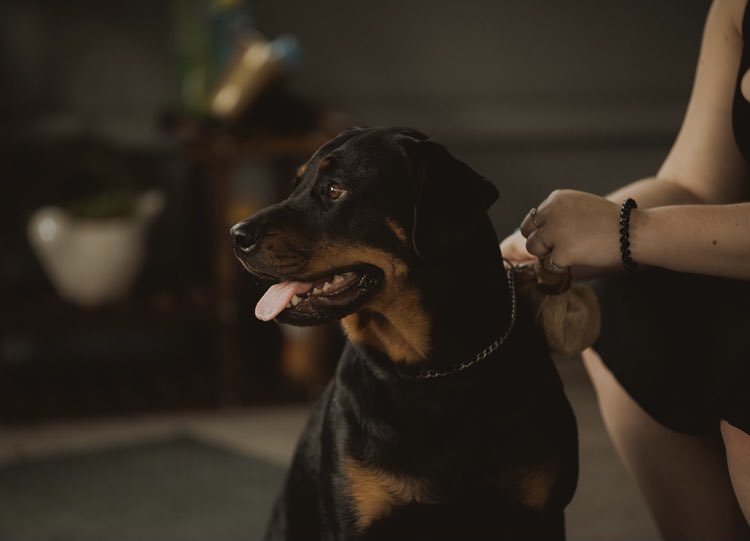 The time I was the flower girl at my pawrents wedding. #Dog #Rottweiler #Dogsarefamily