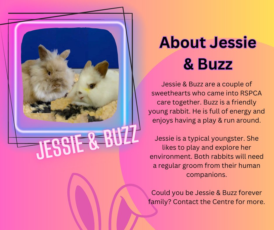 RSPCAsun's tweet photo. Looking to adopt a rabbit or pair of rabbits? Contact RSPCA Great Ayton, Middlesbrough:  greatayton@rspca.org.uk
0300 123 0743 (See our full list of tweets for more). #adoptananimal #rabbits #rabbitrescue #rabbitsrspca #rabbitsmiddlesbrough #middlesbrough https://t.co/X0PuG5mV36