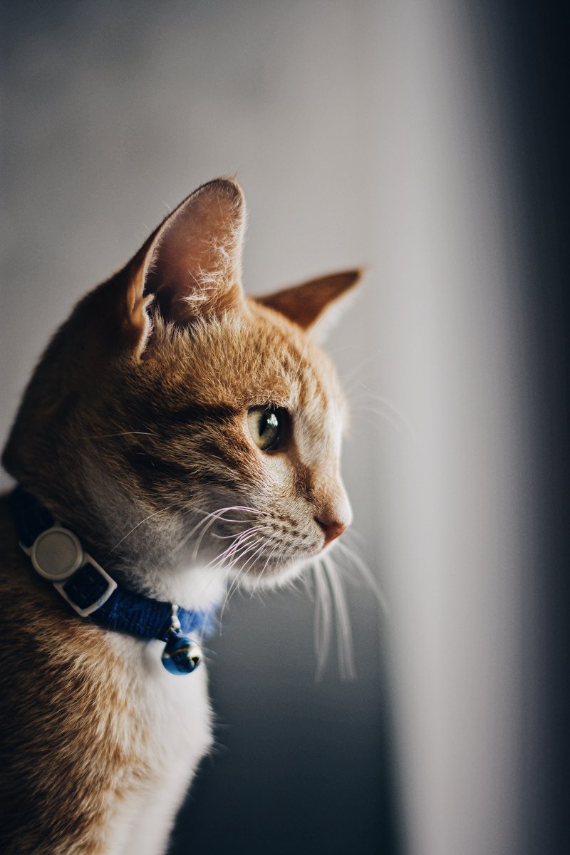 cloudnest_bd's tweet image. Did you know that cats have a higher hearing range than humans? They can hear ultrasonic sounds that are inaudible to us!
#CatsFacts #FelineFacts #KittyKnowledge #PurrfectPaws #FurballFacts #CatsAreCool #CatLoversUnite