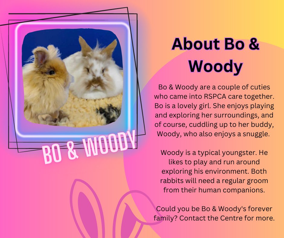 RSPCAsun's tweet photo. Looking to adopt a rabbit or pair of rabbits? Contact RSPCA Great Ayton, Middlesbrough:  greatayton@rspca.org.uk
0300 123 0743 (See our full list of tweets for more). #adoptananimal #rabbits #rabbitrescue #rabbitsrspca #rabbitsmiddlesbrough #middlesbrough https://t.co/lkTkJTTXAE
