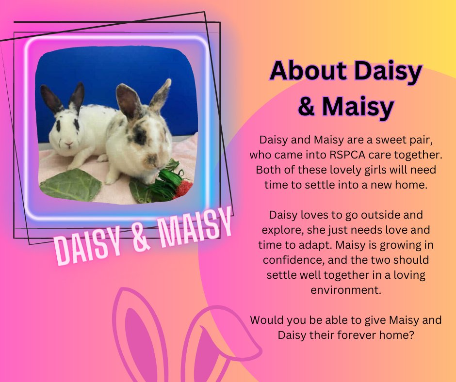 RSPCAsun's tweet photo. Looking to adopt a rabbit or pair of rabbits? Contact RSPCA Great Ayton, Middlesbrough:  greatayton@rspca.org.uk
0300 123 0743 (See our full list of tweets for more). #adoptananimal #rabbits #rabbitrescue #rabbitsrspca #rabbitsmiddlesbrough #middlesbrough https://t.co/4lul4Zh6NQ