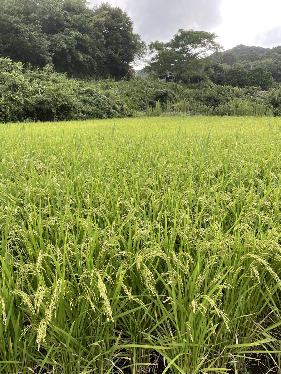 yyoko111's tweet photo. これがお餅になります https://t.co/YbpBswYAhw