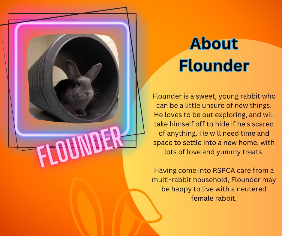RSPCAsun's tweet photo. Looking to adopt a rabbit or pair of rabbits? Contact RSPCA Great Ayton, Middlesbrough:  greatayton@rspca.org.uk
0300 123 0743 (See our full list of tweets for more). #adoptananimal #rabbits #rabbitrescue #rabbitsrspca #rabbitsmiddlesbrough #middlesbrough https://t.co/cWcID2Fvdx