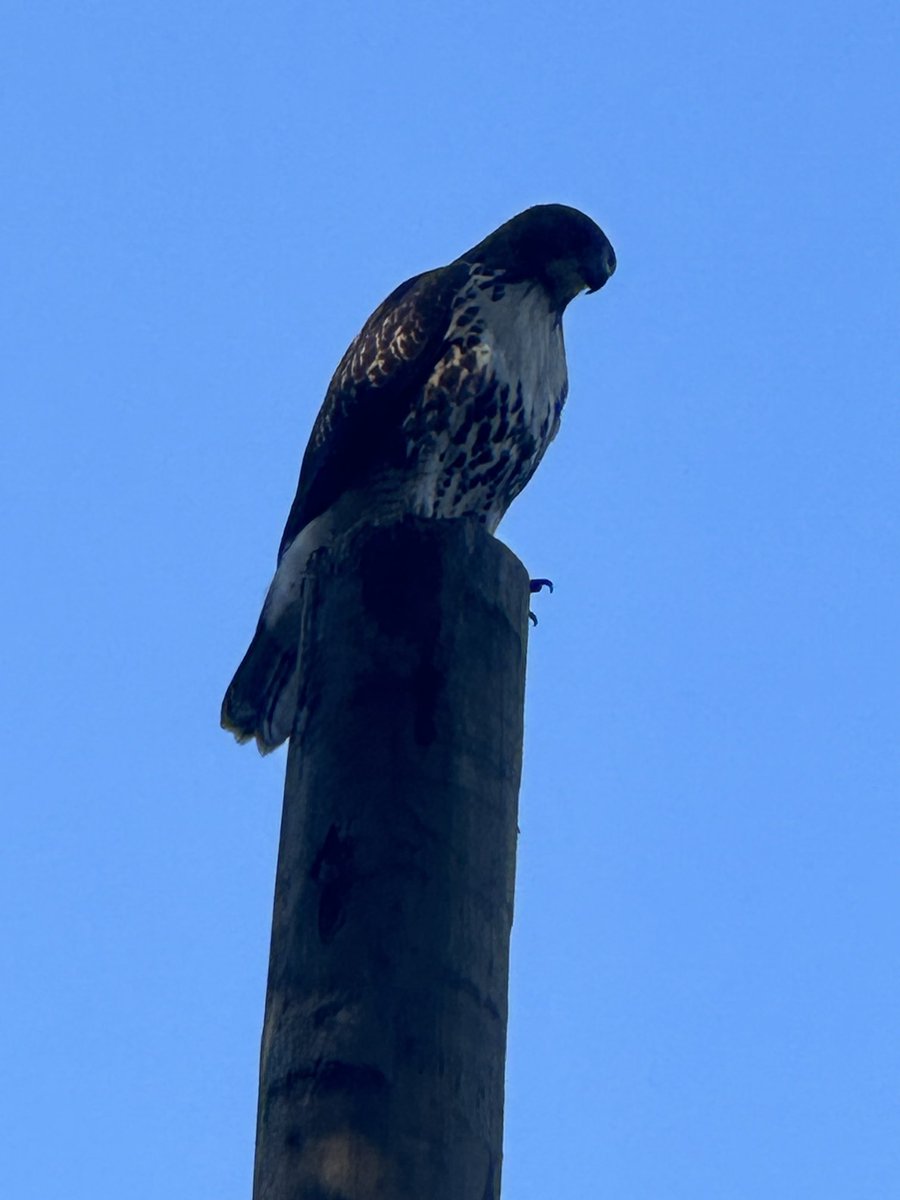JasonCh78425981's tweet photo. She came to watch us pole climb. https://t.co/44Vi6R4LK0