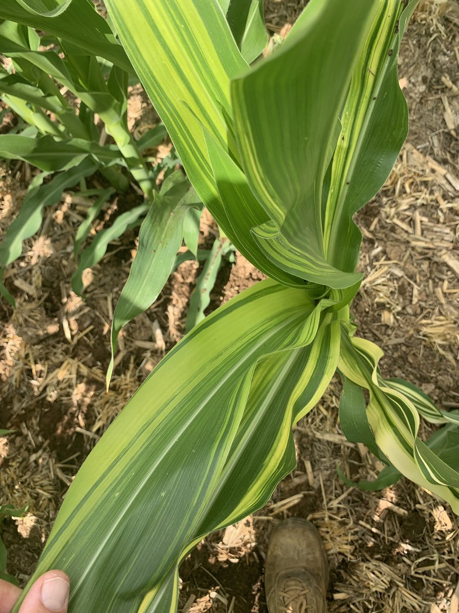 #Matildas #MatildasMaize