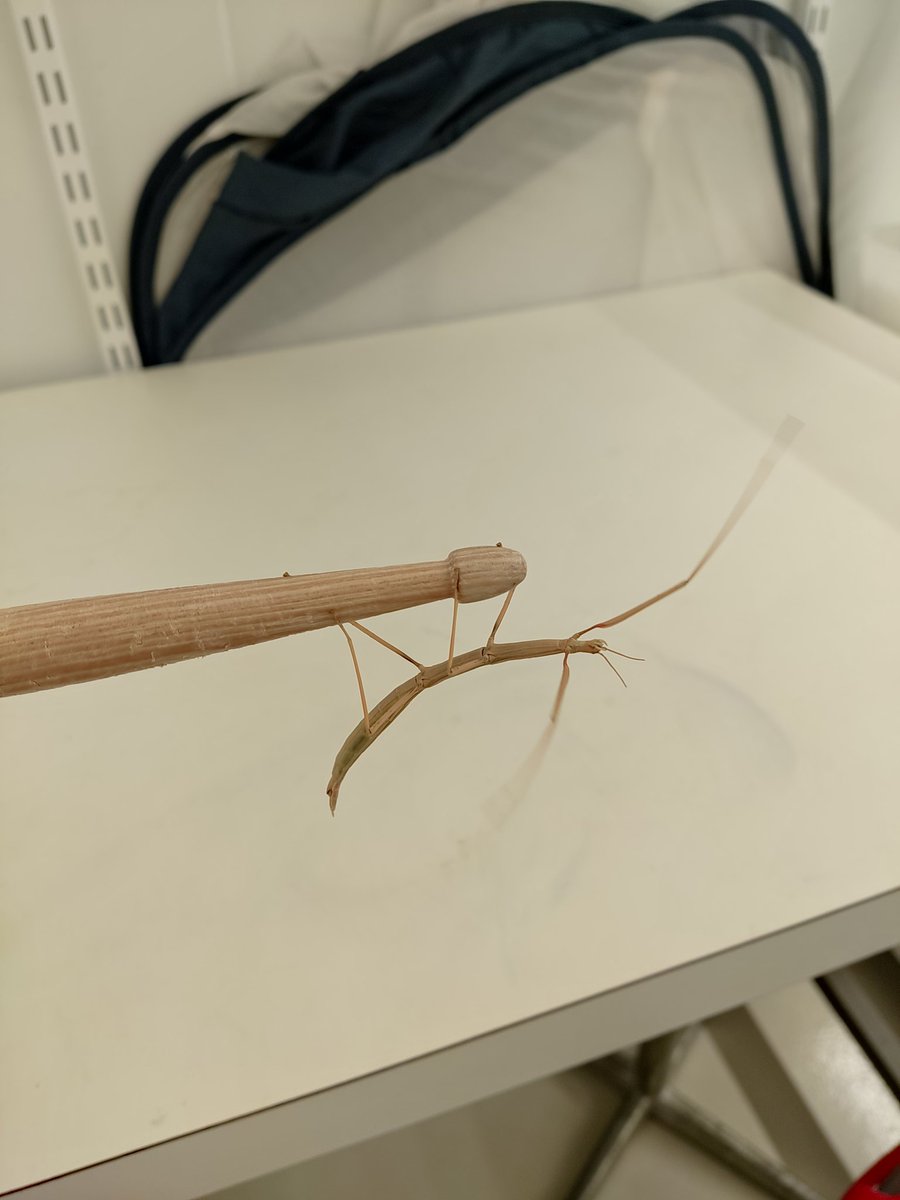 The stick insect is named after its unique ability to perfectly blend into its natural habitat.