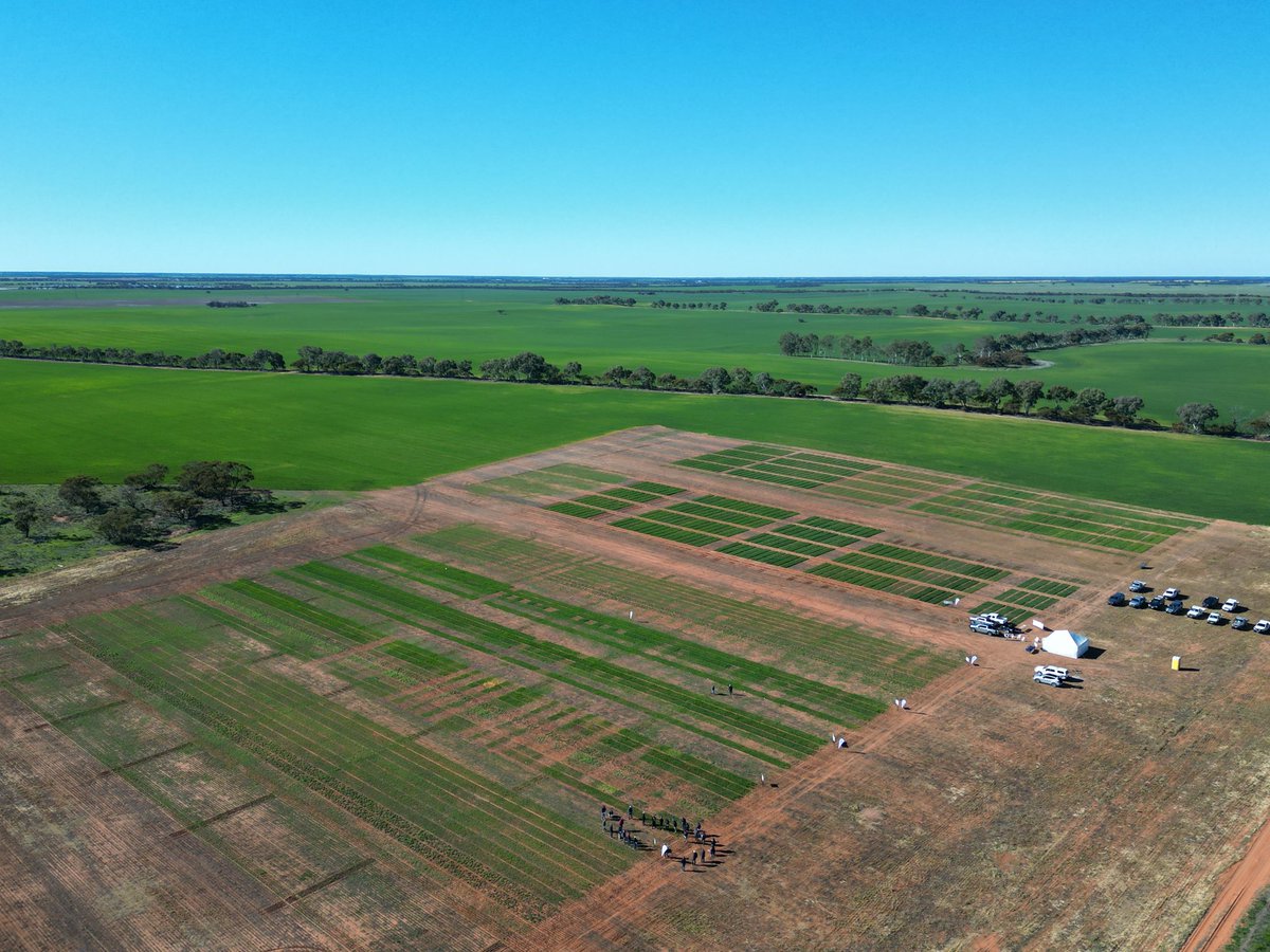 Cracking day to take some growers through the @NASManangOuyen trial site and @SyngentaANZ Learning Centre. Sites looking great with lots to see!