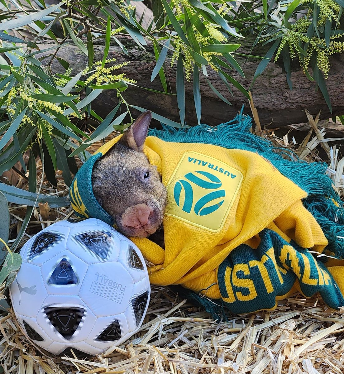 LostWombats's tweet photo. Looks like the Wombats are ready to take on England's soccer team! 🦛⚽️ Time to show them the true meaning of 'wombat dribble.' Can't wait to see those fancy-footed marsupials in action! #AustraliaVsEngland #SoccerShowdown #England #Wombat #Matildas #Sammy #samkerr #Lionness https://t.co/19Gz0CViXu