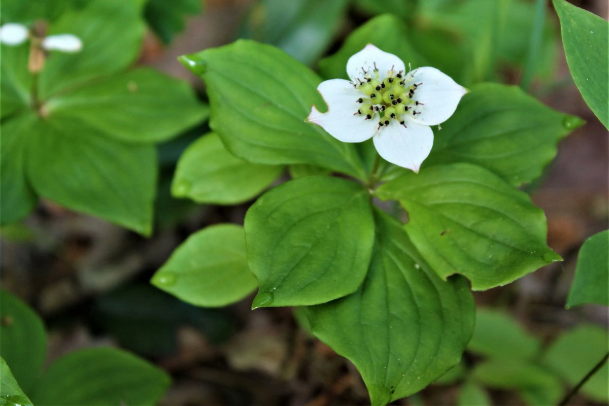 4wildplaces's tweet photo. “It's possible to understand the world from studying a leaf. You can comprehend the laws of aerodynamics, mathematics, poetry and biology through the complex beauty of such a perfect structure."
- Joy Harjo
.
#wildlifephotography #plants #naturequotes
.
📸 Bunchberry, Abby Wilson https://t.co/RpQJLE78yW