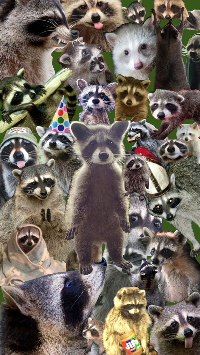 _soonerr's tweet image. nothing but fuckin racoon