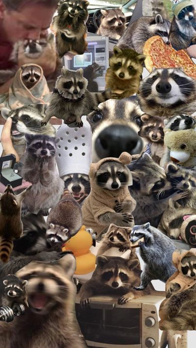 _soonerr's tweet image. nothing but fuckin racoon