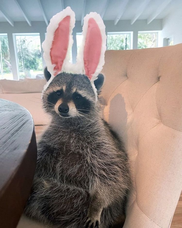 _soonerr's tweet image. nothing but fuckin racoon