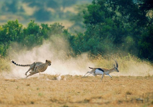 SpikyTours's tweet photo. Say Yes To Beautiful Adventures with us @SpikyTours 
Call or Email us for a customized Hiking &amp; Wildlife Safari Experience in both Kenya &amp; Tanzania.
#spikytours https://t.co/g1CHpriqxz