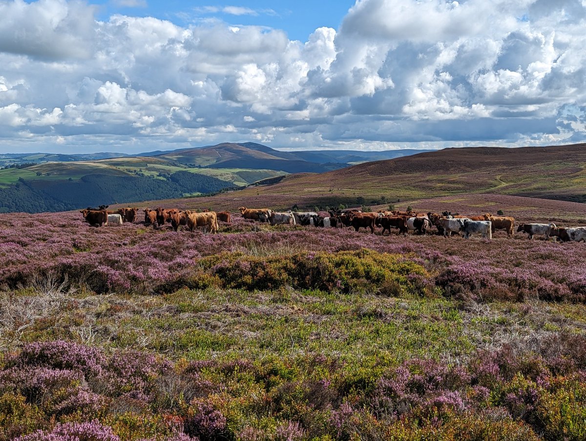 Emyr Wyn Owen (@emyrowen) on Twitter photo Great morning with the team from <a href="/Nofence_AS/">Nofence</a>. The collars took us straight on to the cattle this morning who are grazing a 1200ac block of land. Heifers, Bullocks and the Bull all thriving up here
#rhugestate #fancycows Great morning with the team from <a href="/Nofence_AS/">Nofence</a>. The collars took us straight on to the cattle this morning who are grazing a 1200ac block of land. Heifers, Bullocks and the Bull all thriving up here
#rhugestate #fancycows