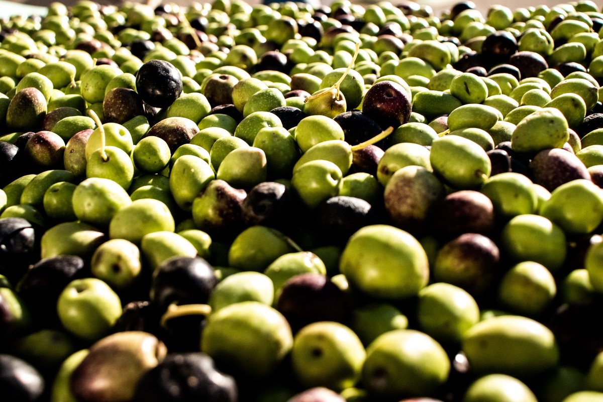 OakhurstOlives's tweet photo. Demolishing falsehoods: unmasking &amp; dispelling the top 10 myths about extra virgin #oliveoil!
Let's dismantle these fallacies one by one &amp; embrace the authentic essence of extra virgin olive oil! 
https://t.co/r6f4Pk7w3G
#EVOO #OakhurstOlives #SAOlive #foodie #health #science https://t.co/7iCzOlN5Ts