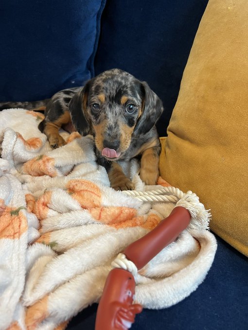 Twitter meet our son, Pippin 😊 https://t.co/4ZloeJc7u5
