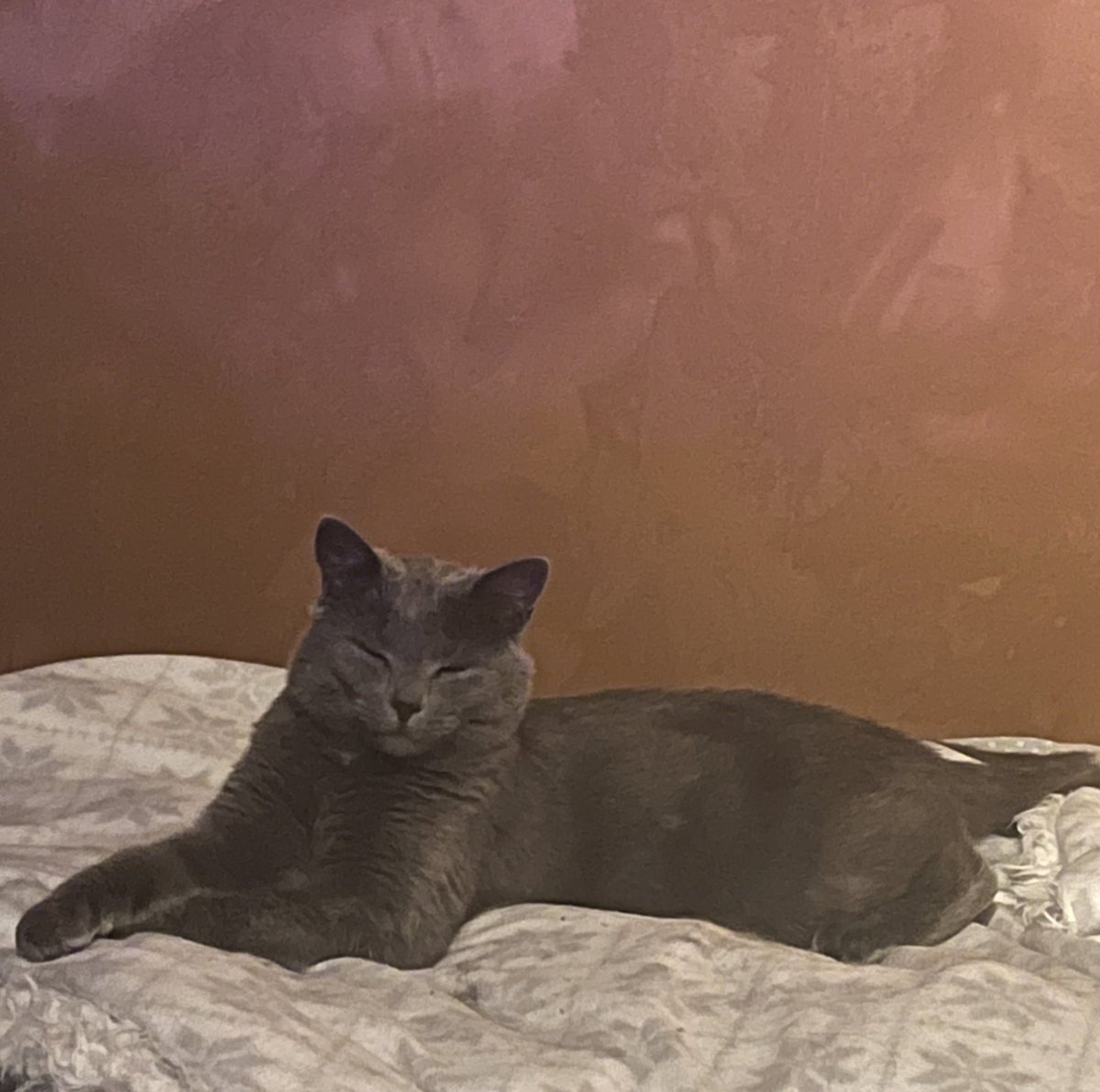 YellowsLight_'s tweet image. Comp Wohooo💛 Come leave a lurk 🥰

twitch.tv/yellowslight