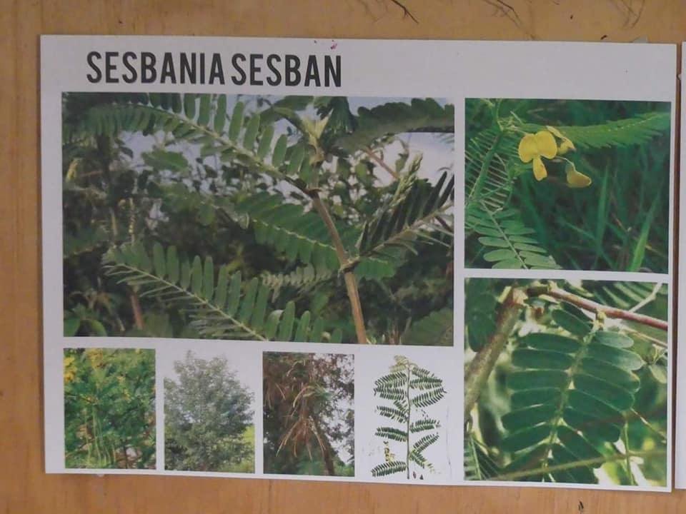 cookswelljikos's tweet photo. Do you love your goats? Here is one of the best tree snacks you can grow for your #goats🐐 and your soil!
The sesbania tree is an excellent fast growing multi-use tree that is increasingly being promoted for improving soil fertility, #beeforage, firewood and fodder 1/2 https://t.co/ttcXi2g8VO