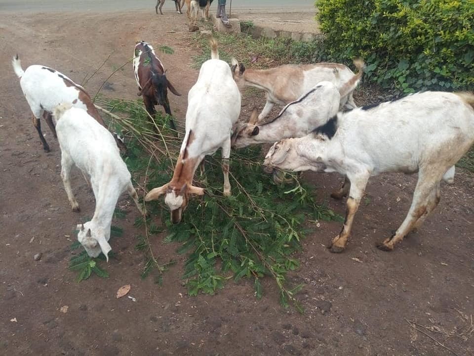 cookswelljikos's tweet photo. Do you love your goats? Here is one of the best tree snacks you can grow for your #goats🐐 and your soil!
The sesbania tree is an excellent fast growing multi-use tree that is increasingly being promoted for improving soil fertility, #beeforage, firewood and fodder 1/2 https://t.co/ttcXi2g8VO