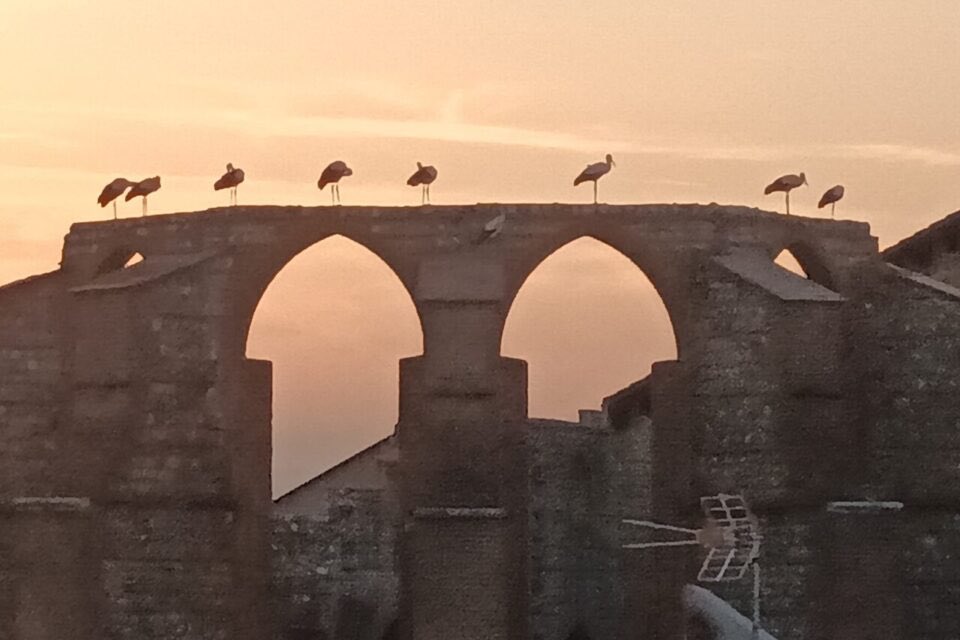 Perpignan_Infos's tweet photo. Des cigognes ont trouvé refuge sur l’église des Carmes à Perpignan. 

(©Facebook / Philippe Latger / DR) https://t.co/D0JQEQu2Fv