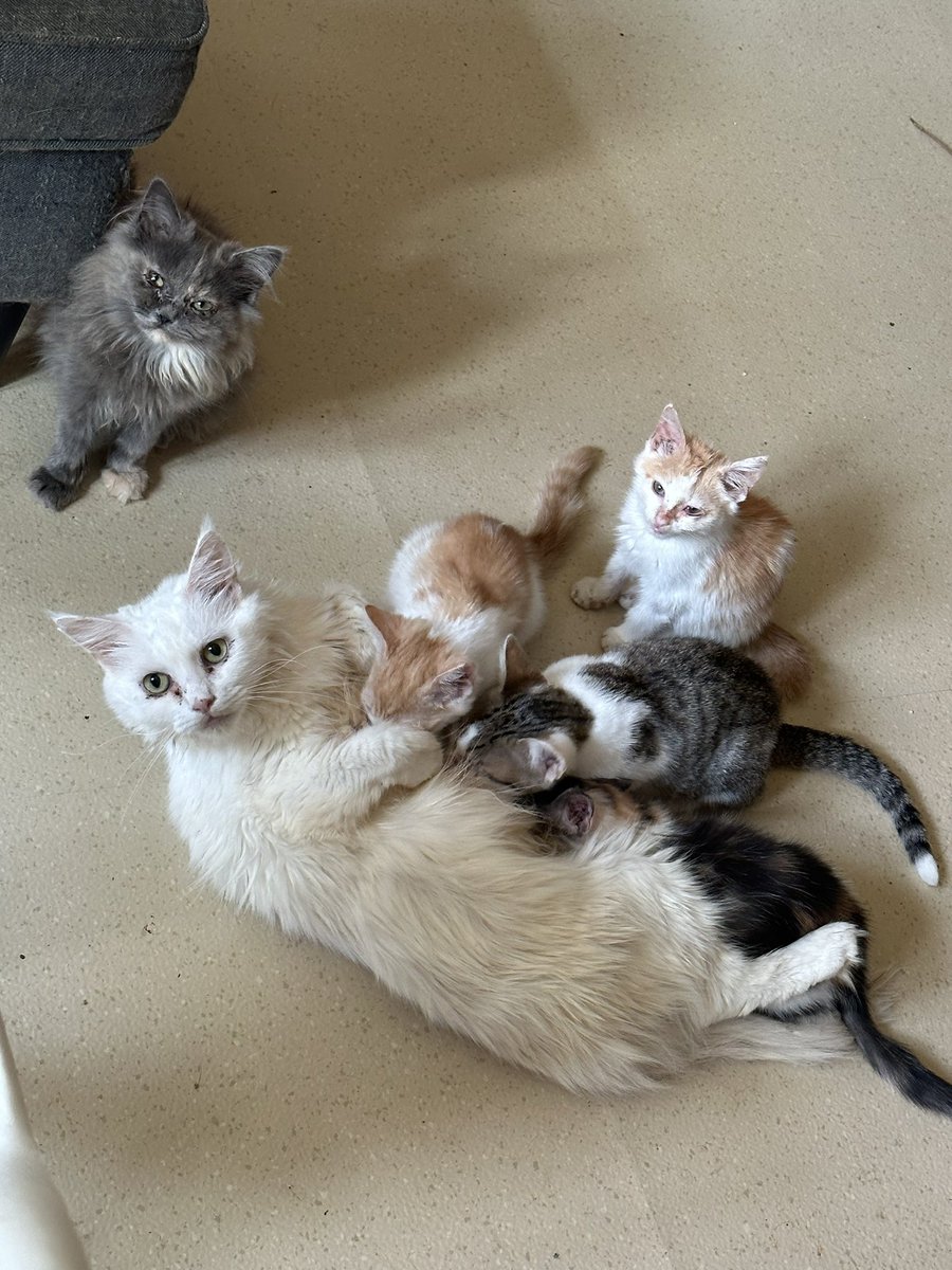 TinkerBell_just's tweet photo. Erwischt 🥰

#Nordstadtkatzen https://t.co/bVKUKEvrvG