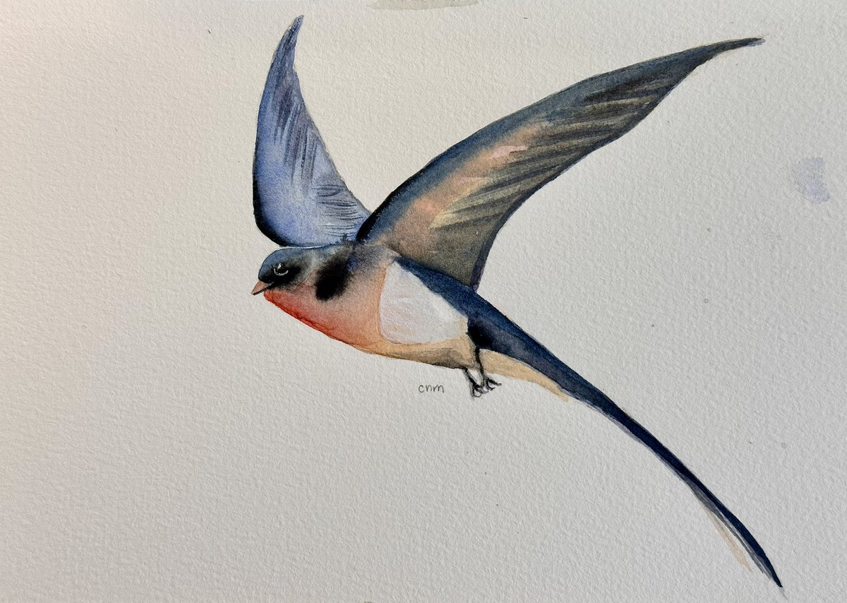 maricris_Artist's tweet photo. Swallow bird #watercolorpainting #swallowbird #watercolordaily #watercolorartist #watercolorjournal #watercolorjourney #grateful #skillshare #skillshareproject #skillshareclass #taught by @willelliston @skillshare #artappreciation #artwork #artoftheday #artjournal #artjourney https://t.co/xnyHBAf4Pg