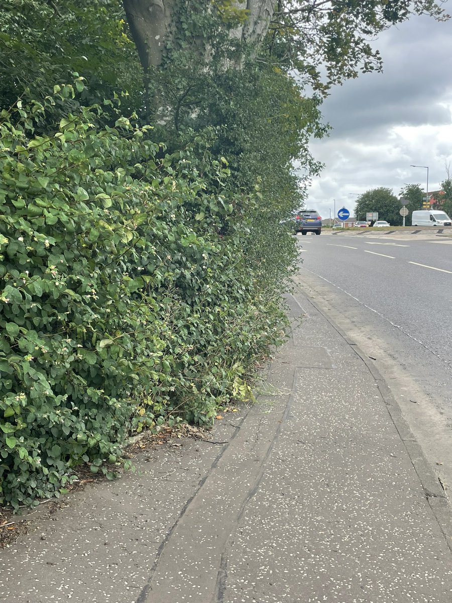 Clairefitz92's tweet photo. Hi @SouthLanCouncil - there are overgrown hedges on Eaglesham road between Jackton and the Peel Park roundabout, to narrow to avoid the bushes/thorns hitting a pram and no alternative route as no pavement on opposite side of the road https://t.co/zNUAvZBpRl
