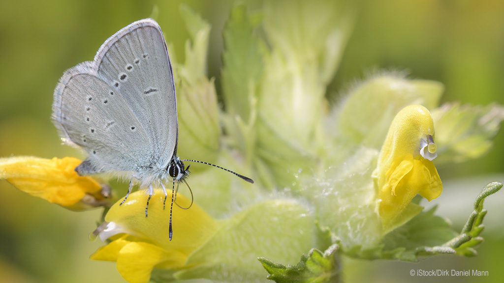 SyngentaTurfUK's tweet image. “I would urge any golf course to get involved with #OperationPollinator and to engage with members to get them involved  ..."

Read about the AMAZING success that has been achieved at @Corhamptongolf and get involved yourself. 

buff.ly/3OpRhpc