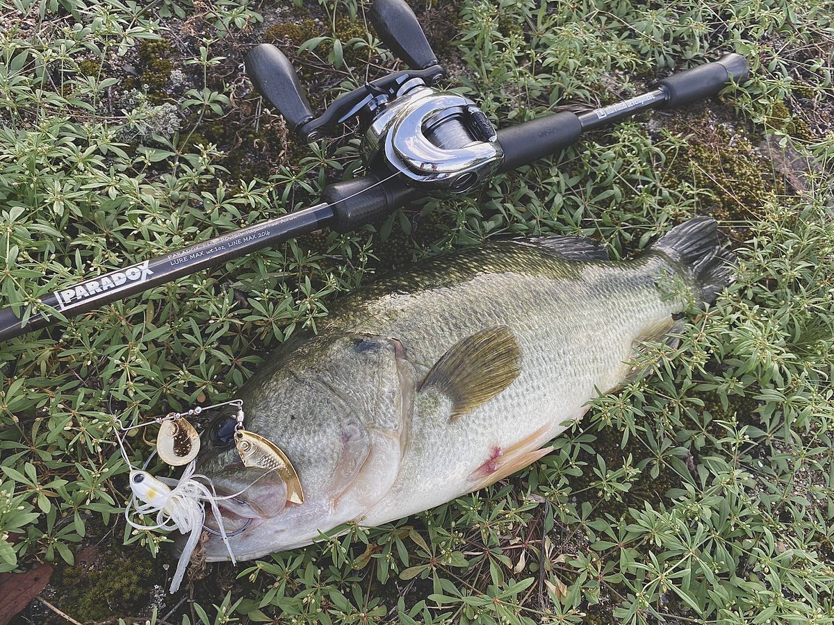 hrt_fishing's tweet photo. 🎣
台風パワーとは
・
#bass #bassfishing #バス #バス釣り #バスフィッシング #베스 #블랙배스 #lakebiwa #琵琶湖 #studiocomposite #スタジオコンポジット #スタコン #カーボンハンドル #山田祐五シグネチャーモデル #individual_development #paradox7102 #deps #デプス #bカスタム https://t.co/CazF3RgvjS