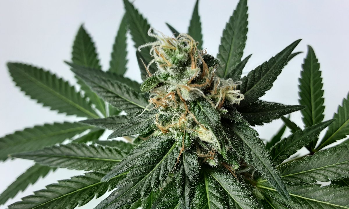 hanfguru's tweet photo. Endlich FREI! Heute ist ein historischer Tag liebe #Weedfreunde... #Deutschland #Legalisiert #Cannabis - Kaum zu glauben, aber es wird wirklich wahr! Endlich wird #Weed #entkriminalisiert #Freiheit für #Marihuana #CannabisAufklärung #Hanfguru #legalizeit https://t.co/KvPp0HuwFO