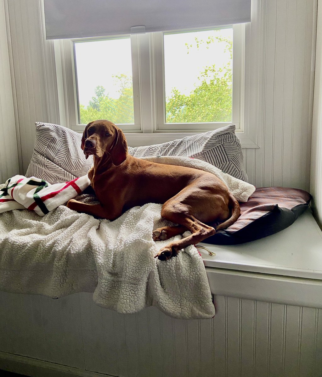 MyVintageFarm's tweet image. I built this window bench for my toddlers to have a reading nook, now that the kids are grown…my fur babies have a snuggly perch to watch the birds in the orchard❤️
🐾
vintagefarmlife.com #windowbench  #vizsla #vizslabook #vernavizslagetsthezoomies #vernavizsla #sherrywroyer