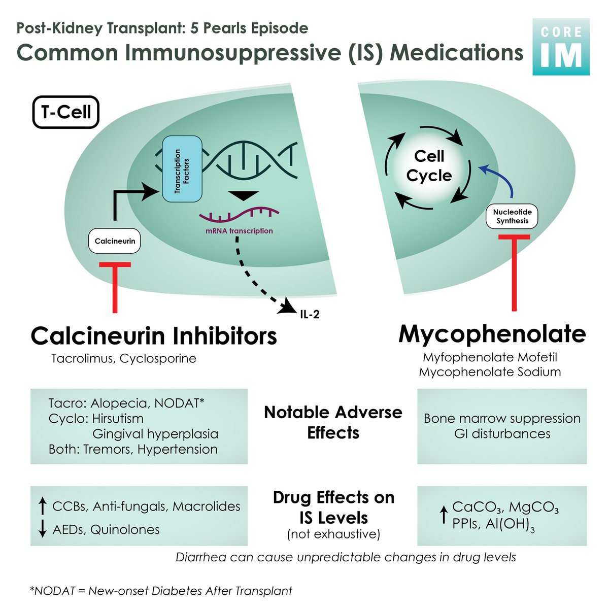 1/ 🚨Post-Kidney Transplant: 5 Pearls Segment🚨 What side effects are seen with tacro and mycophenolate? What infections and cancers are post-kidney transplant patients at increased risk for? 🎧: link.chtbl.com/KidneyTranspla… 🗒️: bitly.ws/S4c6 CME: bit.ly/CIMCME