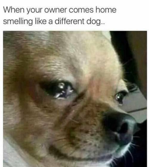 Doggo Tweets tweet media