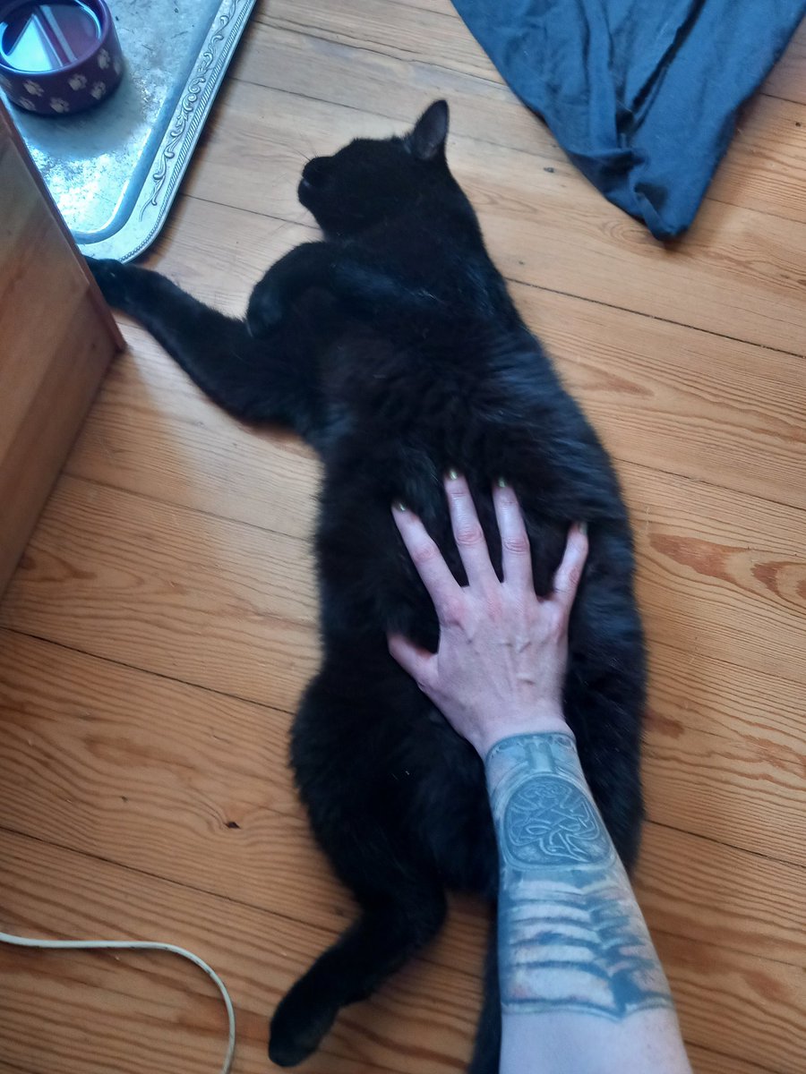 Sie sehen hier eine große, plüschige Miezekatze.
#catcontent