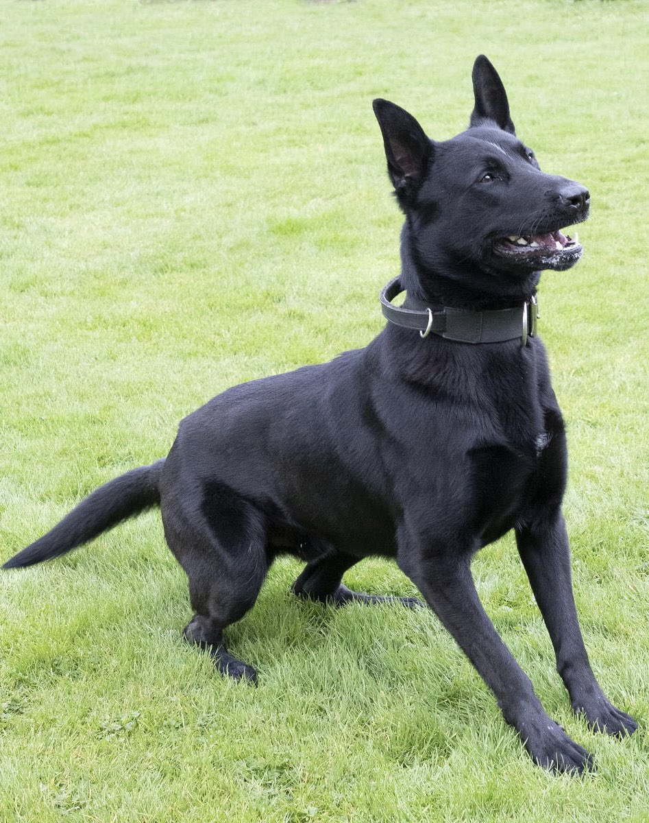 #ARREST | This cloned car failed to stop for #BUnitResponse last night. With the support of @TrafficWMP, the car was pursued. They decamped🏃‍♂️ but PD Buzz swiftly detained 2 🐕 and the other 2 located by officers. The car was stolen, the 4 males remain in custody. Log 76