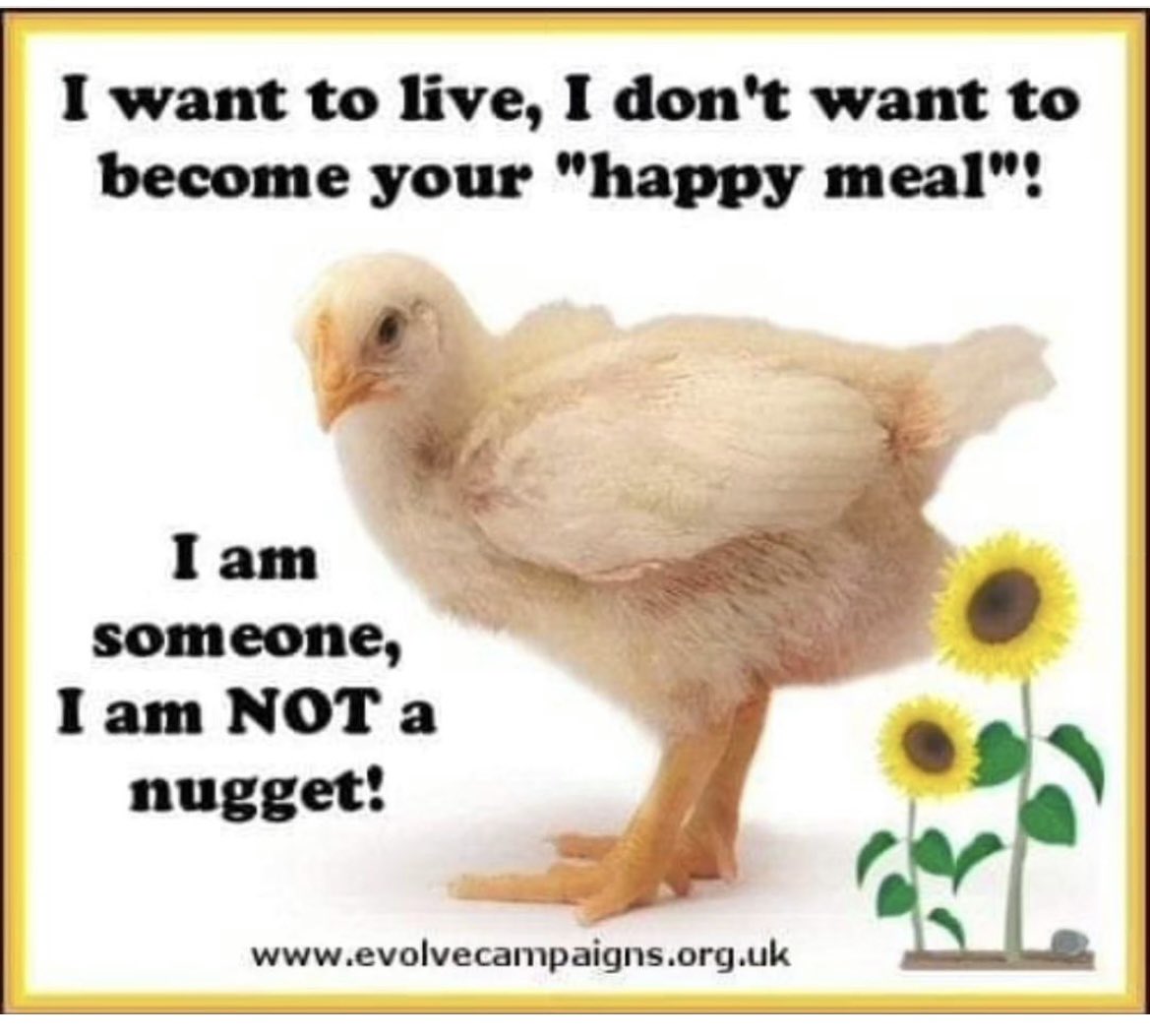 🌱🌱VeganSue 🌱🌱 (@seery_sue) on Twitter photo 
