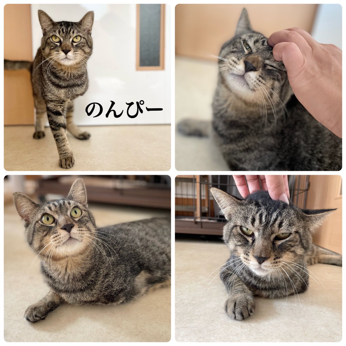 NPO法人動物愛護団体LYSTA／里親募集型保護猫ふれあいサロンOhana tweet media