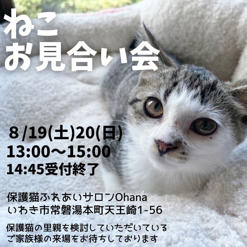 NPO法人動物愛護団体LYSTA／里親募集型保護猫ふれあいサロンOhana tweet media